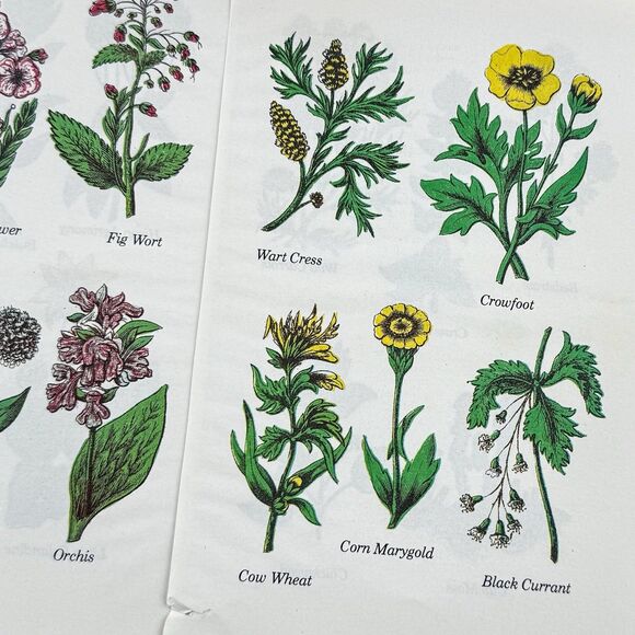 Lot of 4 Vintage Double Sided Botanical Book Plate Prints MCM Gallery Wall - Picture 5 of 12